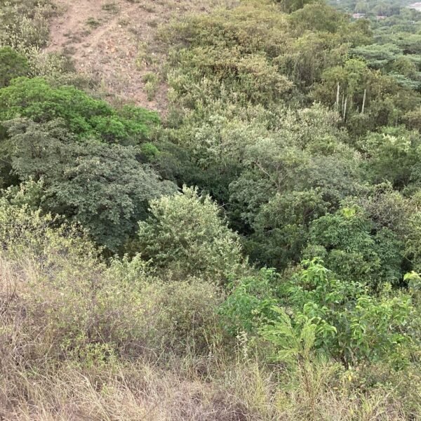 Lote en Venta en la Carretera Panamericana