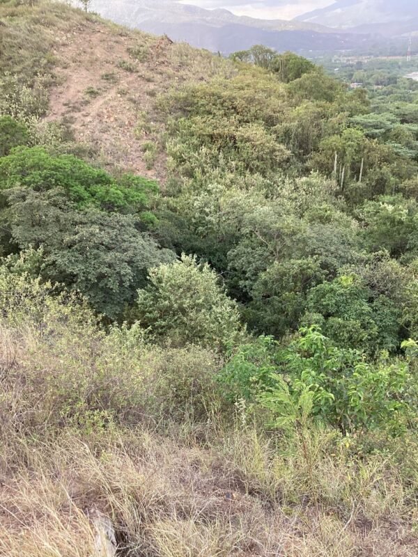Lote en Venta en la Carretera Panamericana